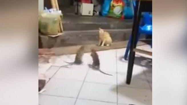 go to Und action: Kater beobachtet Rattenkampf