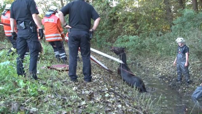 go to Ausgebüxt: Pony Sissi stecken geblieben