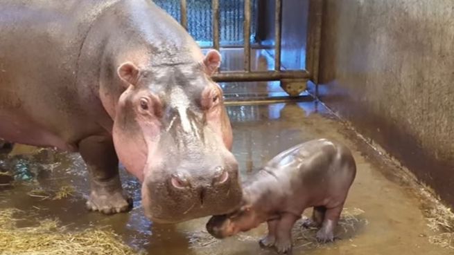 go to Niedlicher Kraftakt: Baby-Hippo muss zum Tierarzt