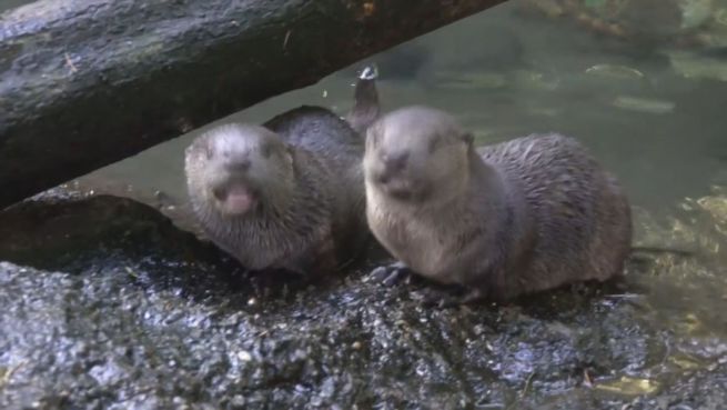 go to Energiebündel: Kleine Flussotter toben mit Mama